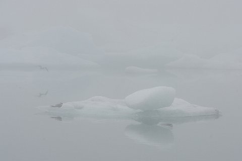12800F2013___15840 Enfin! Le Jokulsarlon, au pied du Breiðamerkurjökull, le plus célèbre lac glaciaire d'islande voit passer des milliers de touristes par jour, mais peut parfois...