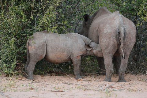 4730F2012___34306 Rhinoceros noir: mère et fils têtant
