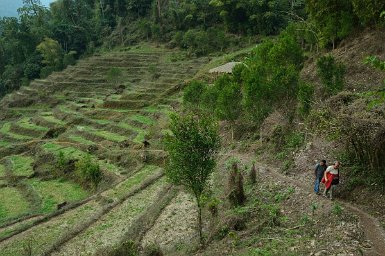 38700F2015___03557 En route pour le village de Pangi, village adi minyiong, champs et vergers. La famille Dorang cultive du riz, des oranges et commence gingembre et cardamone...