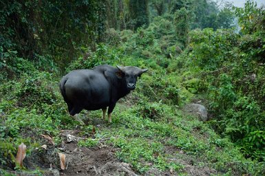 38800F2015___03560 En route pour le village de Pangi, Mithun (Gayal ou Bos frontalis) espèce bovine, signe principal de richesse des familles et animal emblème de l'Arunachal,...