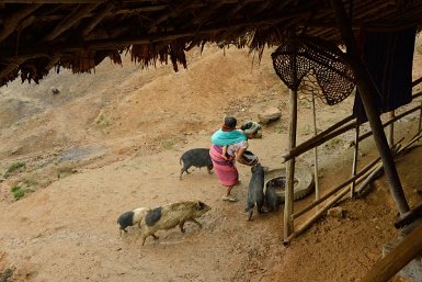 39000F2015___03574 Pangi, chez la famille de Talem Dorang, Yapur nourrit ses cochons...