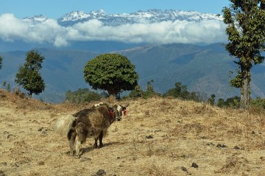 19070F2015___01803 Chandar, centre gouvernemental de reproduction des yaks