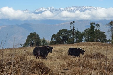 19080F2015___01816 Chandar, centre gouvernemental de reproduction des yaks