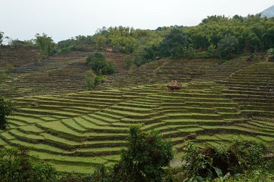 45200F2015___04166 Rizières à la sortie de Geku le long du Siang. Le riz cultivé ici est du riz pluvial (sans rizières inondées) de variété riz gluant (Oryza sativa), le seul...