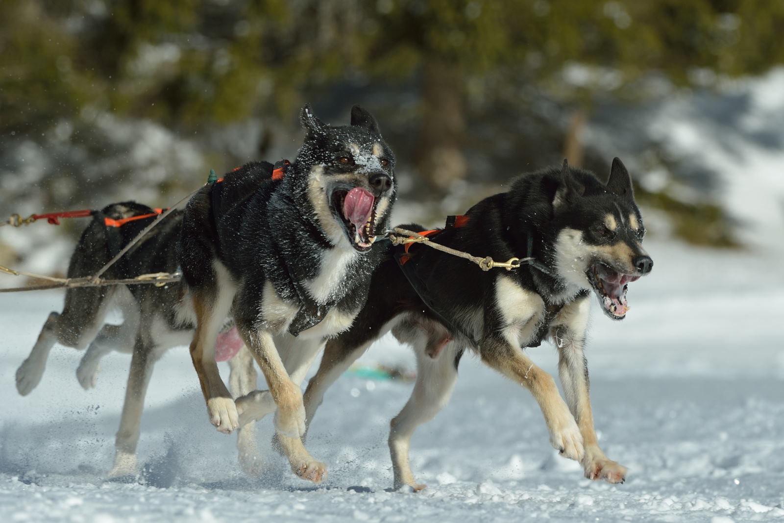 premanon chiens