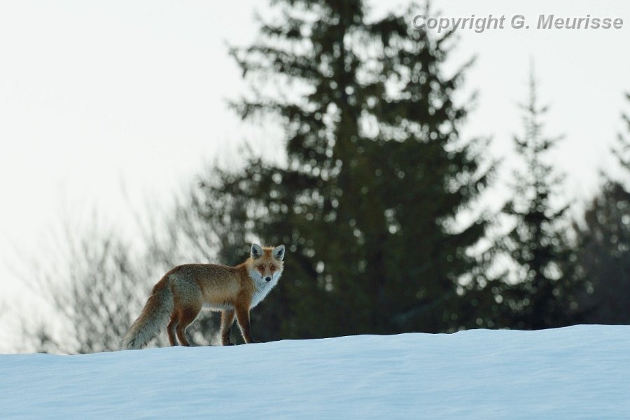 renard