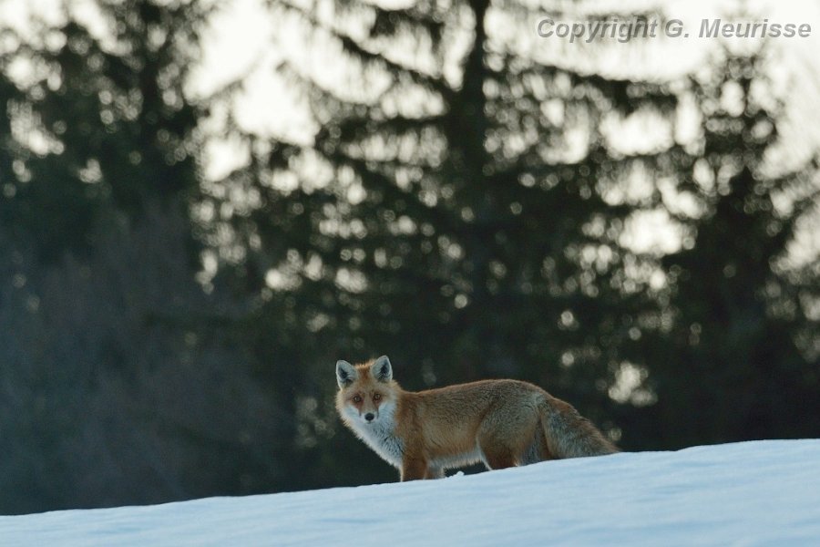 renard