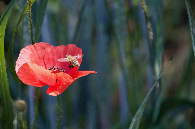 cath...coquelicot suisse.....