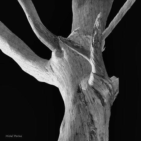 MICHEL ARBRE MORT 1023 BW1