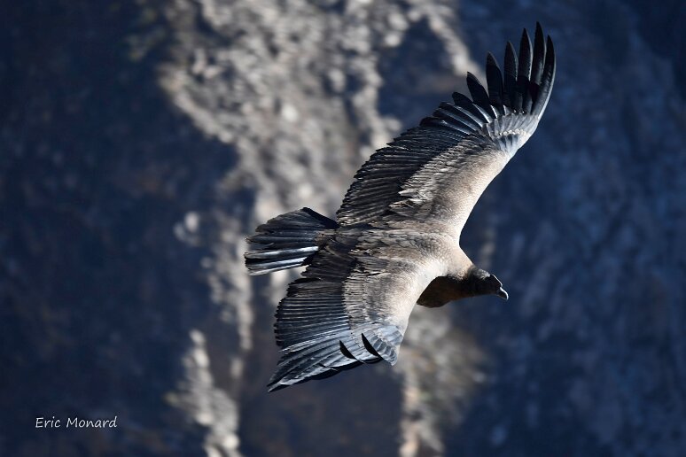 ERIC 20241127 CONDOR (2)
