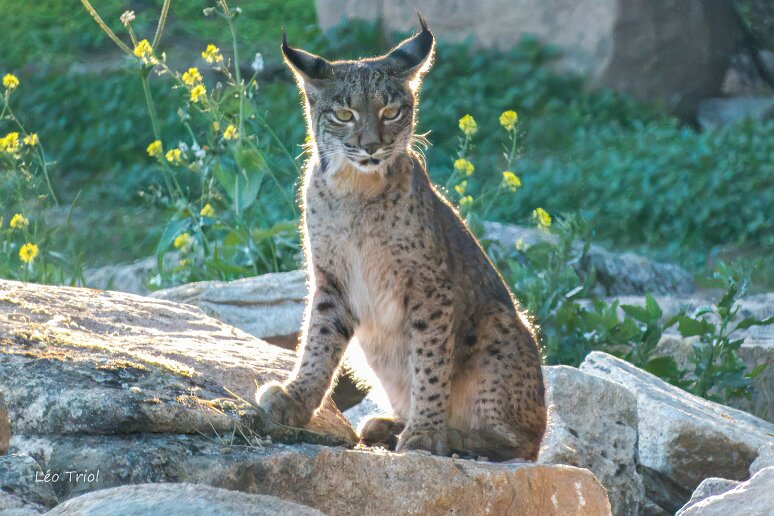 Léo - Lynx pardelle
