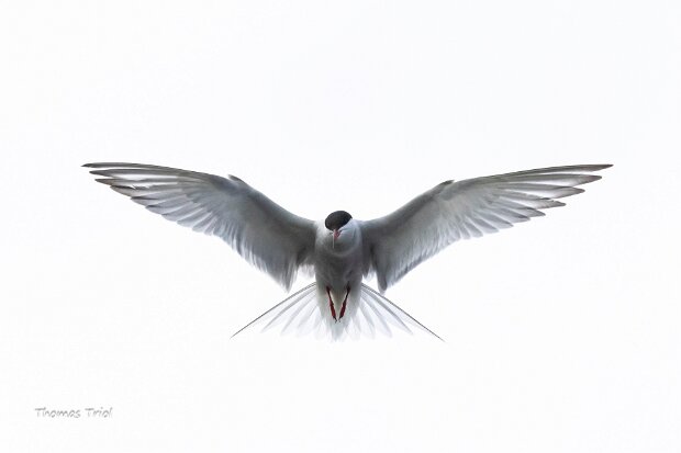 Exposition photos membres du groupe Echantillon de quelques photos réalisées par les inscrits au club photo durant l'année 2024-2025