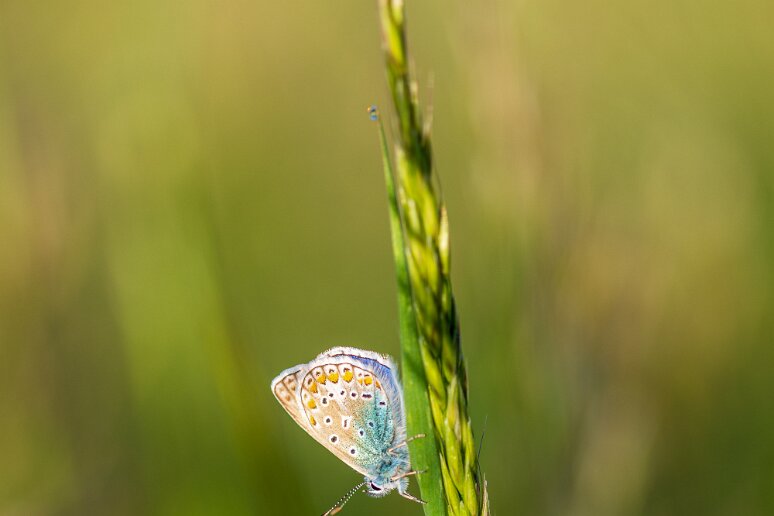 Thomas - 03 - Azuré Argus bleu dans la prairie Chemin du Cimetière
