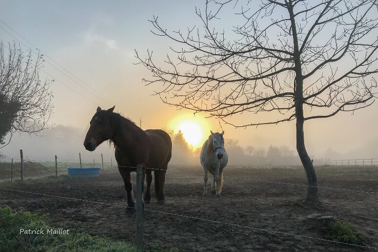 expo Patrick images chevaux (2) Chevaux dans la brume au lever du soleil