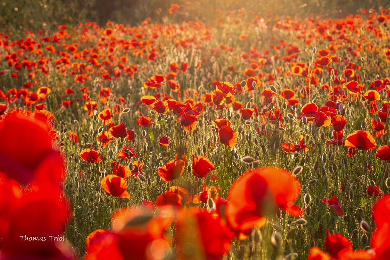 expo Thomas - 16 - Coquelicots Coquelicots Chemin des Carrières dans les derniers rayons du jour