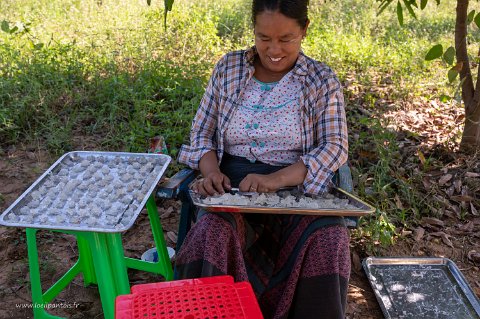 20191119__00164-121 Près de Sagaing, récolte et séchage de la seve d'un arbre inconnu servant à faire des médicaments