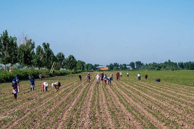 20230520__00086-47 Le déherbage manuel demande une importante main d'oeuvre saisonnière locale, essentiellemnt féminine et payée entre 8 et 10$ par jour. Les mêmes saisonniers...