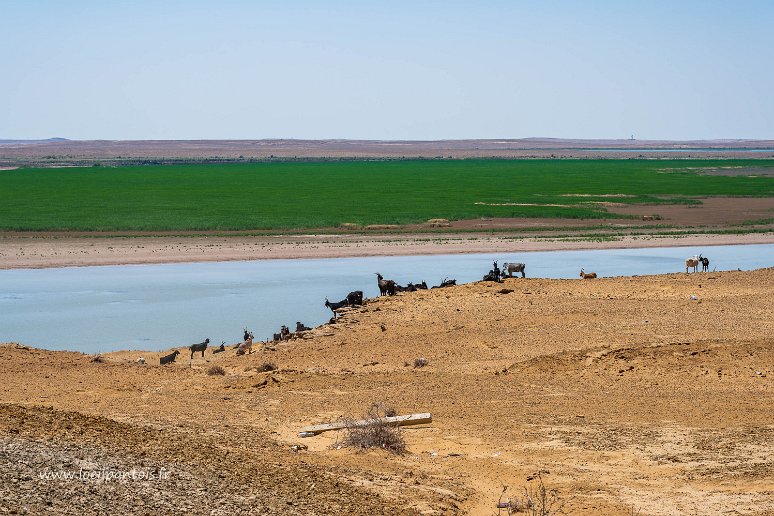 20230520__00086-80 Entre Bazergen et Kulatau, l'autoroute passe à 1 km de la frontière avec le Turkmenistan qui suit grosso modo l'Amou Daria. Après des relations trés orageuses...