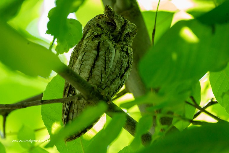 20230526__00761-113 Asraf, Petit duc scops (otus scops)