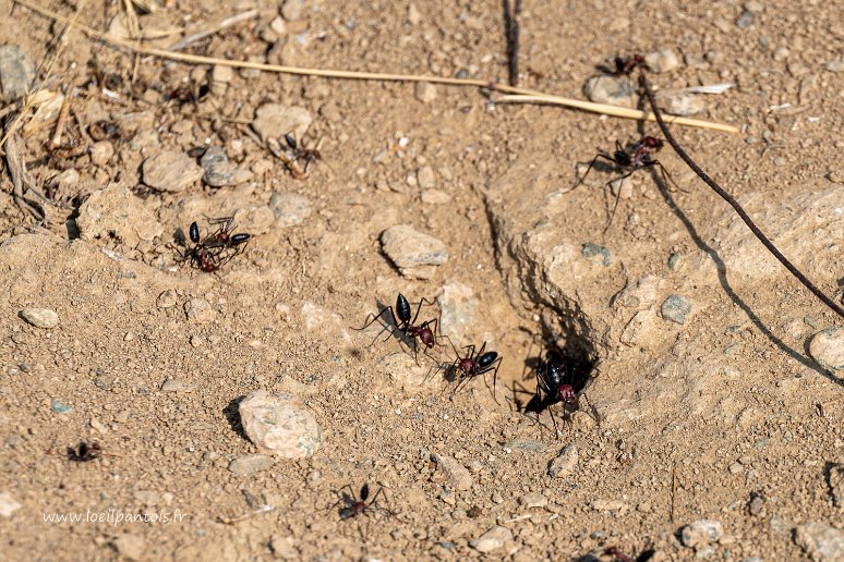 20230526__00761-51 Sans doute Cataglyphis nodus. Cette espèce de fourmi a la particularité de survivre à des températures extrêmes, lui permettant de sortir aux heures les plus...