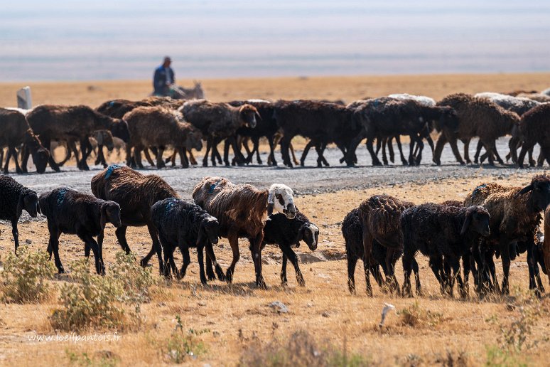 20230526__00761-59 Troupeau de moutons dans la steppe près de Bino