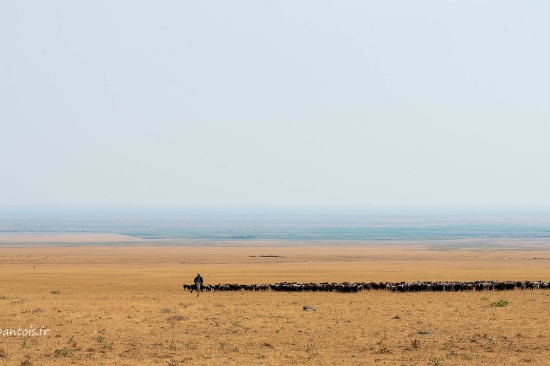 20230526__00761-72 Troupeau de moutons dans la steppe près de Bino