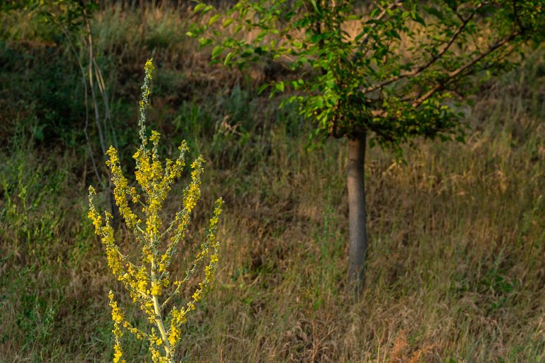 20230526__00761 Asraf, bouillon blanc ou verbascum speciosum. Les racines séchées sont utilisées pour cuire les briques support des majoliques dans les monuments anciens.