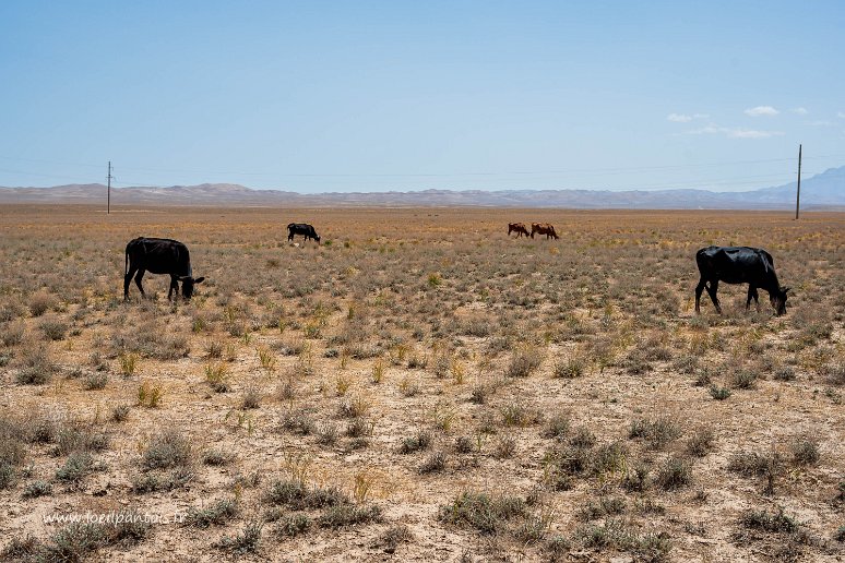 20230524__00761-48 L'espoir de la Normandie: ici, dans cette steppe aride alternant des hivers glaciaux et des étés torrides, on trouve des troupeaux de bovins...