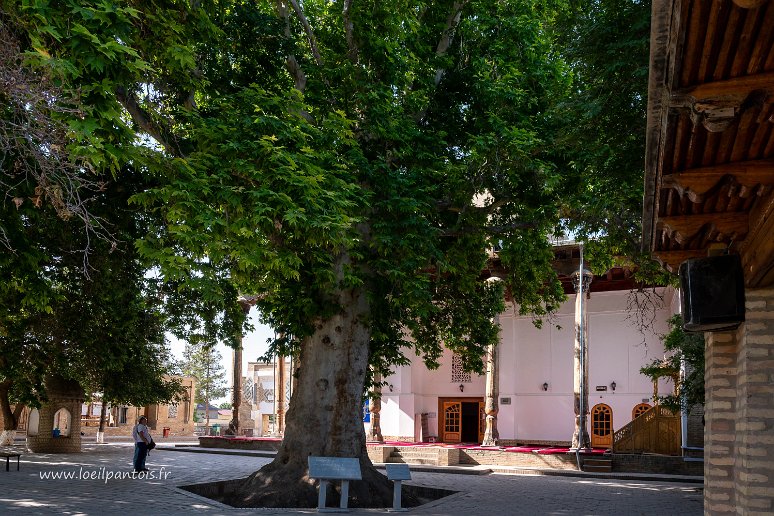 20230531__00700-54 Chakhrisabz: mosquée de l'imam Khazreti avec une cour de platanes plantés en 1370