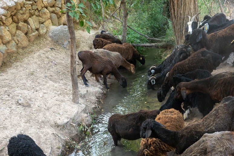 20230601__00700-14 Derbent, troupe de chèvres se précipitant vers le mince filet d'eau de la rivière Serabad