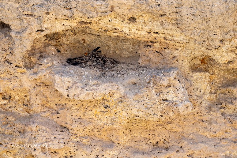 20230601__00700-52 Entre Ankabad et le sanctuaire de la grotte d'Omonkhona: nid de percnoptère d'Egypte dans la falaise