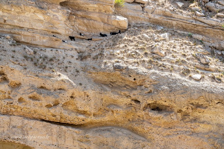 20230601__00700-54 Entre Ankabad et le sanctuaire de la grotte d'Omonkhona, chèvres s'abritant dans une falaise