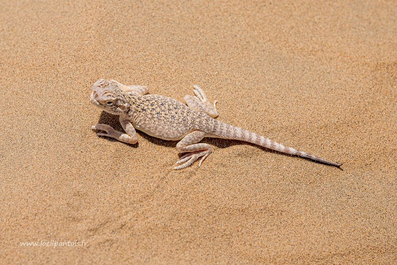 De Noukous à Khiva Ayaz Kala, Agame à tête de crapaud, Phrynocephalus Mystaceus), genre de lézard de la famille des Agamidae