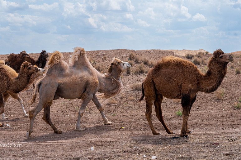 De Noukous à Khiva Troupeau de chameaux et dromadaires près d'Aya Kala