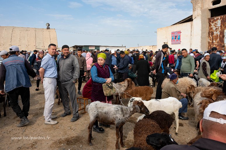20230514__00334-27 Marché hebdomadaire aux bestiaux de khodzhelyli près de Noukous: c'est essentiellement un marché de paysans venant vendre leurs bêtes