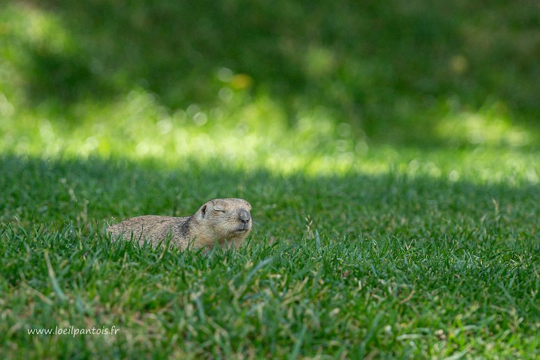 20230529__00525-139 Souslik Fauve (Spermophilus fulvus) dans les pelouses de Saint Daniel