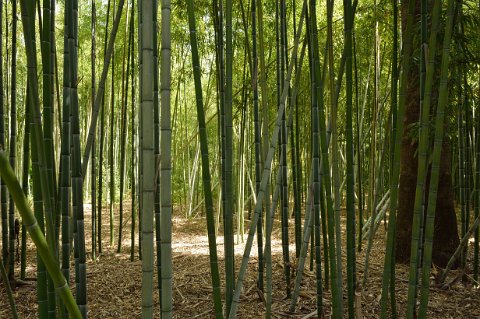 030-F2013___06730 Bambous du Jardin Jnan Sbil