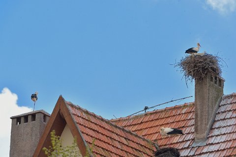 240F2013___08092 Ifrane: cigognes blanches