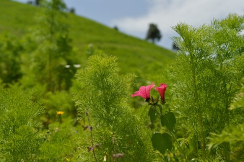 100F2013___07920 Sur la colline