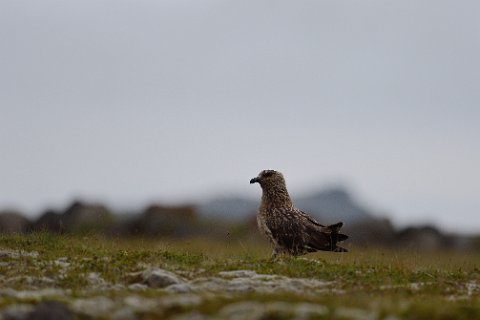 10300F2013___15577 Fagurholsmyri, (30 km à l'est de Sakaftafell), En route pour Ingolfshöfði nous entrons ici dans le royaume du grand labbe (stercorarius skua).