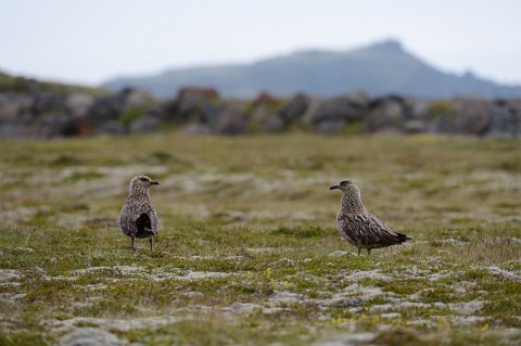 10350F2013___15586 Couple de grands labbes (stercorarius skua).