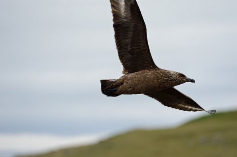 10900F2013___15648 Ingolfshöfði, isolé de toute route, est un paradis pour les oiseaux...