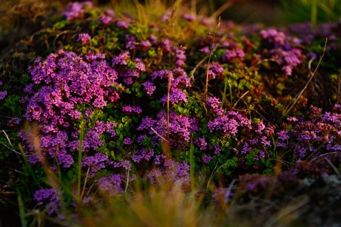 01050F2013___14560 Aussi surprenant que cela puisse paraître au milieu de cet enfer, les champs de lave d'Islande sont couverts du magnifique et odorant Thym arctique (Thymus...