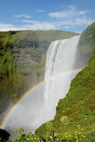 06950F2013___15262 ...A mi pente, au milieu des grandes angéliques, omniprésentes en Islande...