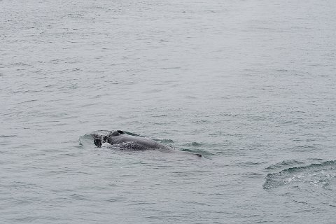 20400F2013___16595 Baleine à bosse dans le fjord d'Husavik. La baleine à bosse mesure en moyenne 13-16m pour un poids d'environ 25 à 40 tonnes.