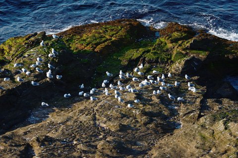 03028F2013___15105 ...Un groupe de mouettes tridactyles sur un piton rocheux....