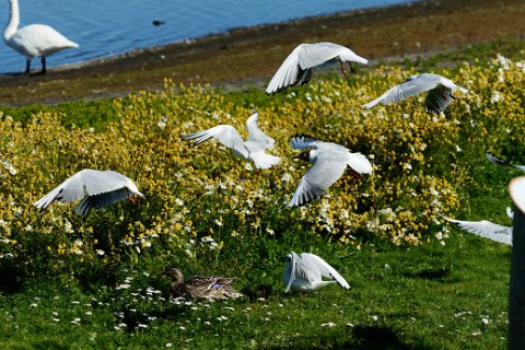 41800F2013___19093 Presqu'ile de Seltjarnarnes, au bord du Bakkatjorn, mouettes rieuses.