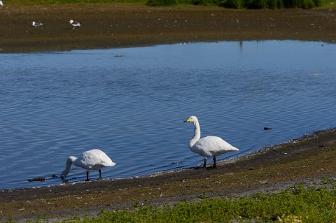 41850F2013___19094 Presqu'ile de Seltjarnarnes, au bord du Bakkatjorn, cygnes chanteurs.