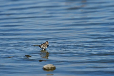 41950F2013___19126 Presqu'ile de Seltjarnarnes, au bord du Bakkatjorn, bécasseau variable.