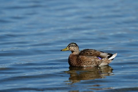 42000F2013___19132 Presqu'ile de Seltjarnarnes, au bord du Bakkatjorn, canard colvert.